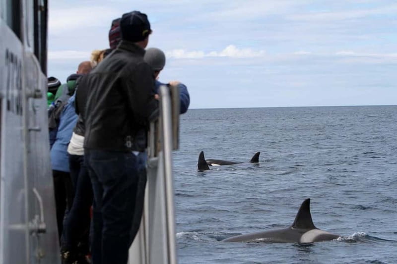 Ólafsvík: Whale Watching Tour - Why Ólafsvík is a smart place for whale watching