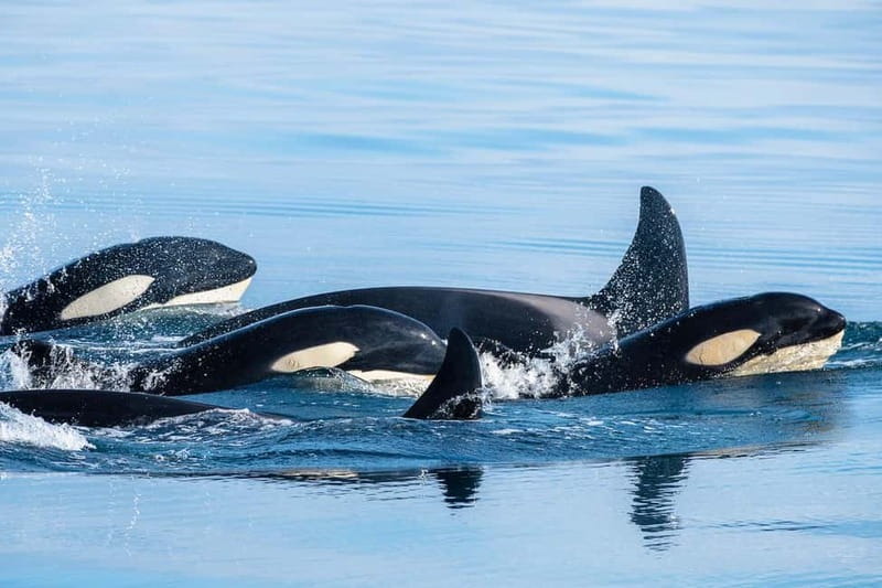 Ólafsvík: Whale Watching Tour - Three hours of scanning the whale grounds