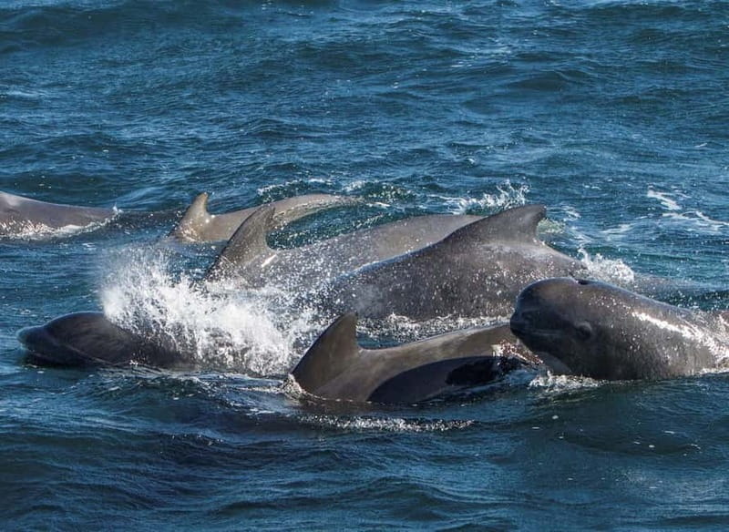 Ólafsvík: Whale Watching Tour - What the recent sightings tell you