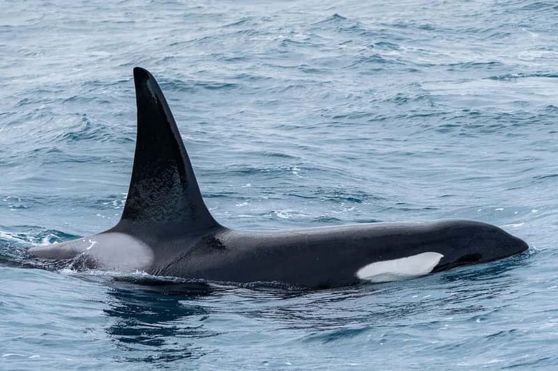 Ólafsvík: Whale Watching Tour - Comfort, weather, and seasickness