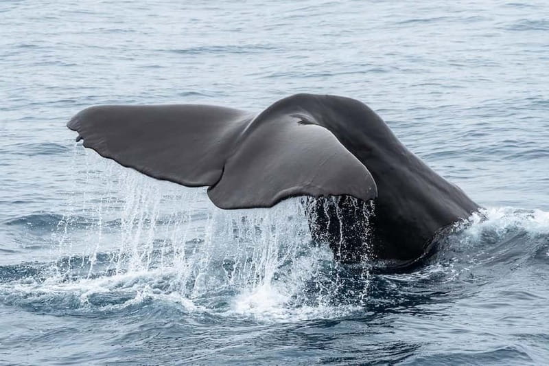 Ólafsvík: Whale Watching Tour - Who will enjoy this tour most