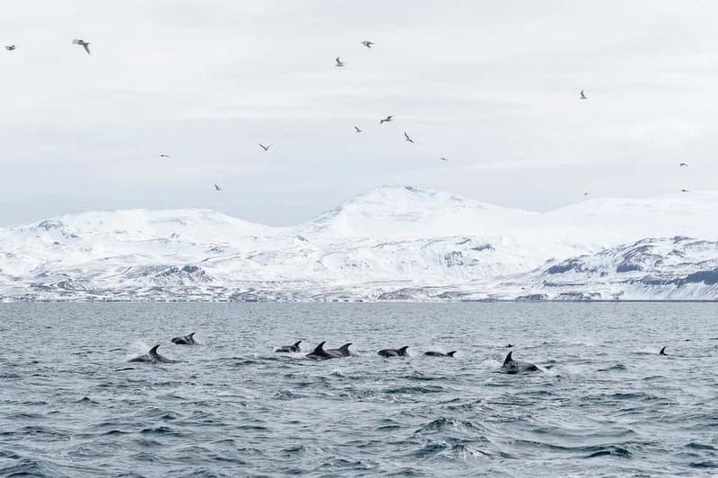 Ólafsvík: Whale Watching Tour - Booking, flexibility, and overall value