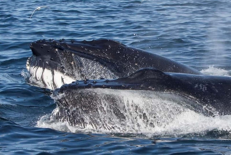 Ólafsvík: Whale Watching Tour - Meeting the guide and setting out
