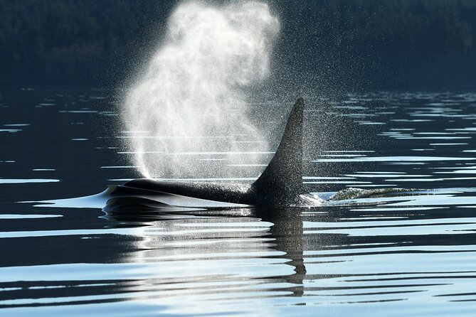 Only Wildlife and Whale Watching Tour Leaving from Seattle - Key points before you book