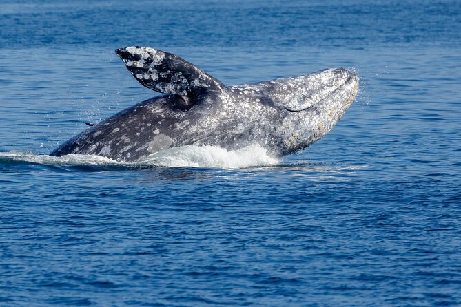 Only Wildlife and Whale Watching Tour Leaving from Seattle - Leaving Pier 69 with Seattle behind you