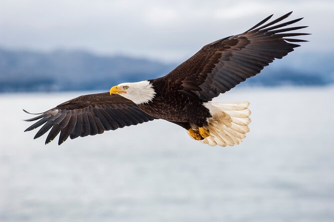 Only Wildlife and Whale Watching Tour Leaving from Seattle - Food, drinks, and comfort during a long outing