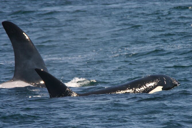 Only Wildlife and Whale Watching Tour Leaving from Seattle - The price and what you are paying for