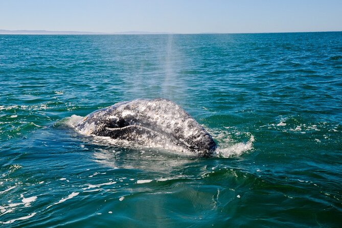 Only Wildlife and Whale Watching Tour Leaving from Seattle - What the naturalist adds to the ride