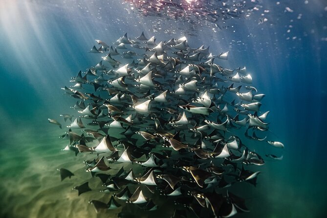 Open Ocean Safari and Whale Watching - A Cabo morning built around the animals