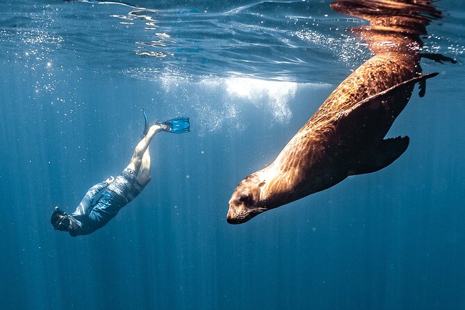 Open Ocean Safari and Whale Watching - From Dock C to the open water