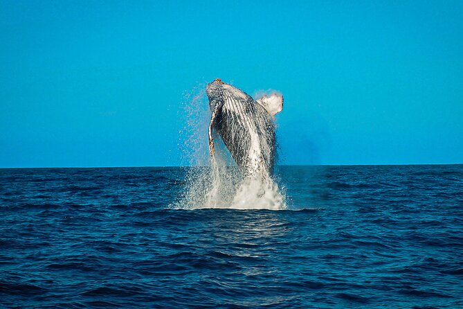 Open Ocean Safari and Whale Watching - The Sea of Cortez is where the search opens up