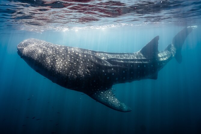 Open Ocean Safari and Whale Watching - What the wildlife search can really deliver
