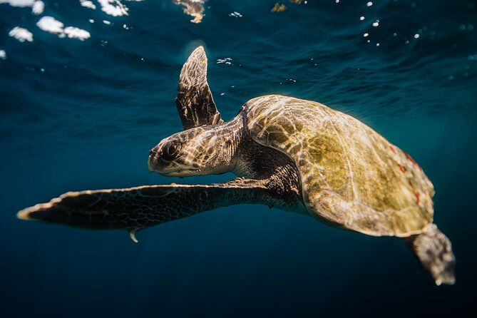 Open Ocean Safari and Whale Watching - The guides shape the day