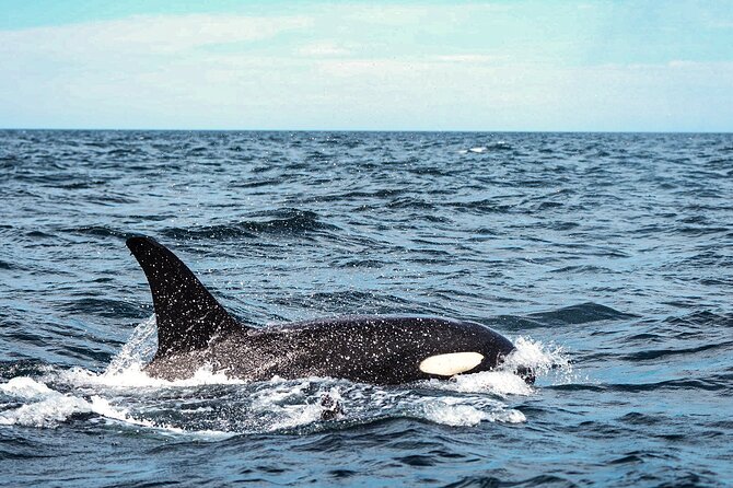 Open Ocean Safari and Whale Watching - Photos, video, food, and the small extras