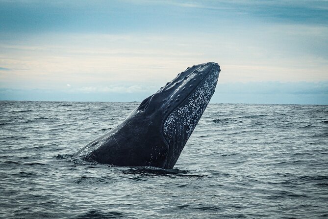 Open Ocean Safari and Whale Watching - Who will get the most from this $215 outing