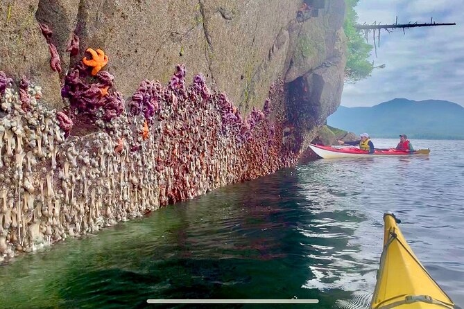 Orca Cove Sea Kayaking - Wildlife is possible, not scheduled