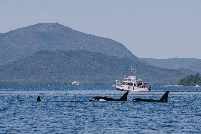 Orca Cove Sea Kayaking - Price and value at $175