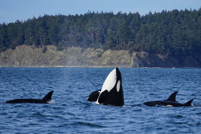 Orca whale tour from Orcas Island - Key points to know before booking
