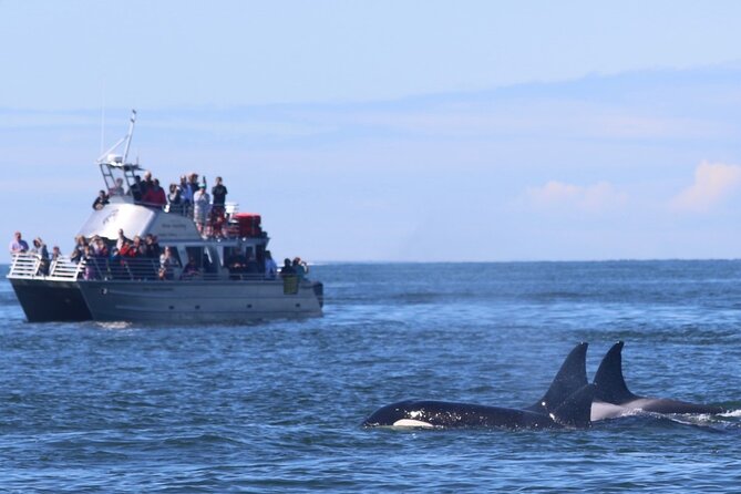 Orca whale tour from Orcas Island - Searching for Biggs orcas from Orcas Island