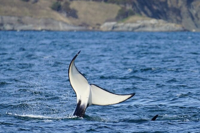 Orca whale tour from Orcas Island - The marine naturalist and the value of interpretation