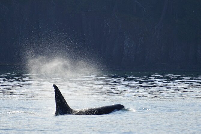 Orca whale tour from Orcas Island - A closer look at the San Juan Islands stop
