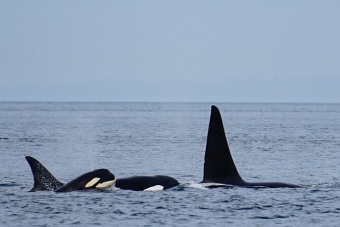 Orca whale tour from Orcas Island - Who will get the most from this outing