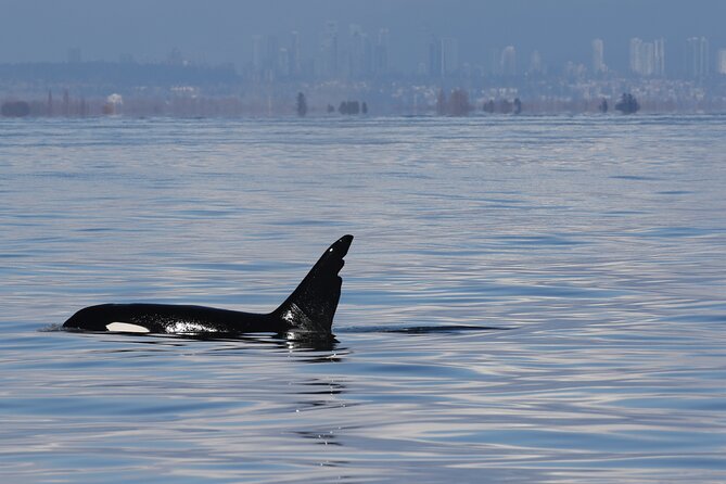 Orca whale tour from Orcas Island - What the high-speed vessel adds