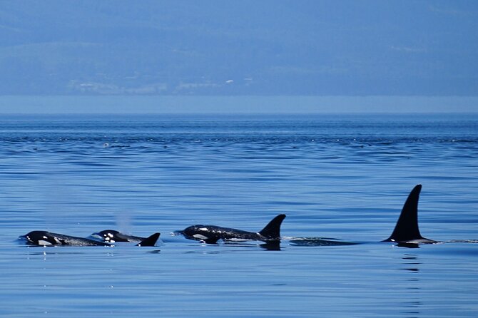 Orca whale tour near Seattle - Why the San Juan Islands make a good whale-watching setting