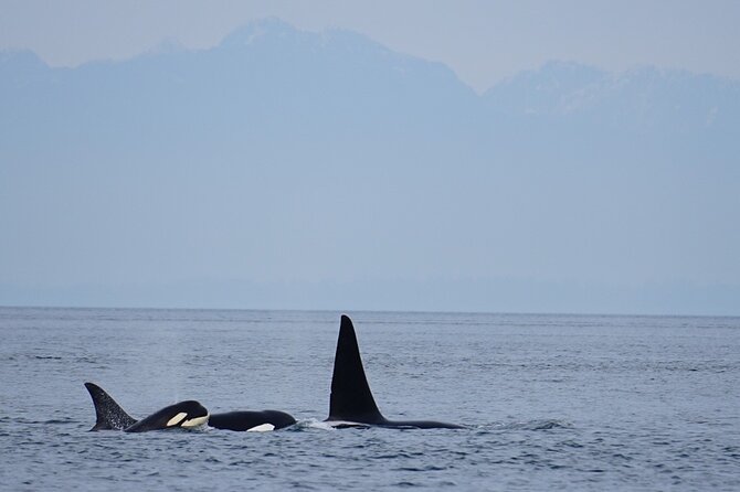 Orca whale tour near Seattle - The 3:00 pm departure from Anacortes