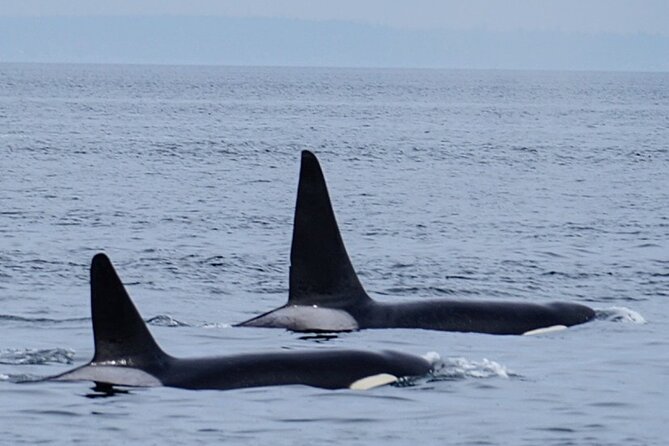 Orca whale tour near Seattle - Is $199 a fair price?