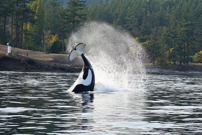 Orca whale tour near Seattle - Practical details before you reserve