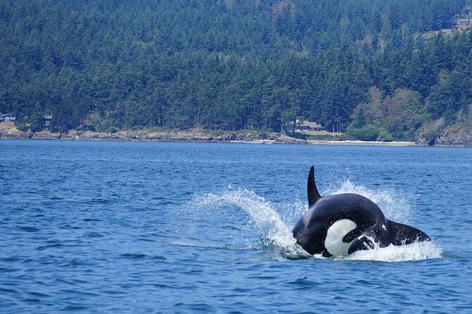 Orca whale tour near Seattle - Who will enjoy this trip most