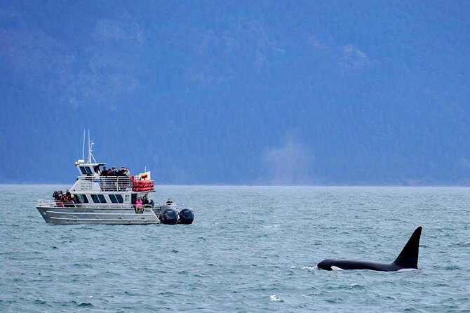 Orca whale tour near Seattle - Searching for orcas in the open water