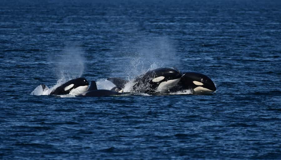 Orcas Island: Orca Whales guaranteed boat tour - Key points to know before booking