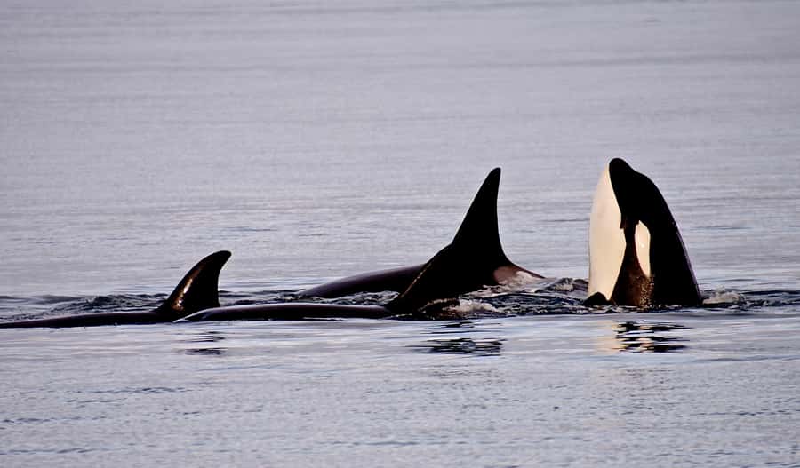 Orcas Island: Orca Whales guaranteed boat tour - Meeting Biggs orcas in open water
