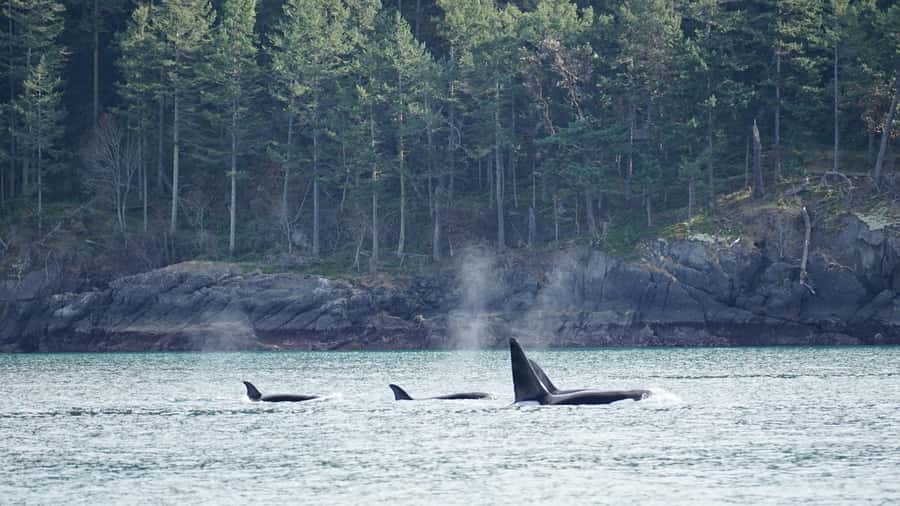 Orcas Island: Orca Whales guaranteed boat tour - Getting to Orcas Island without a stressful start