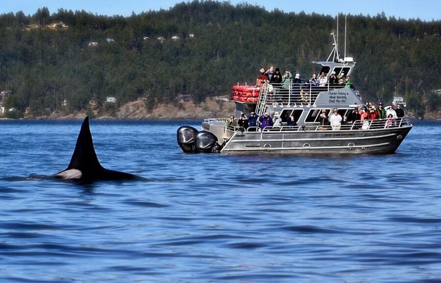 Orcas Island: Orca Whales guaranteed boat tour - Should you book the Orcas Island orca tour?