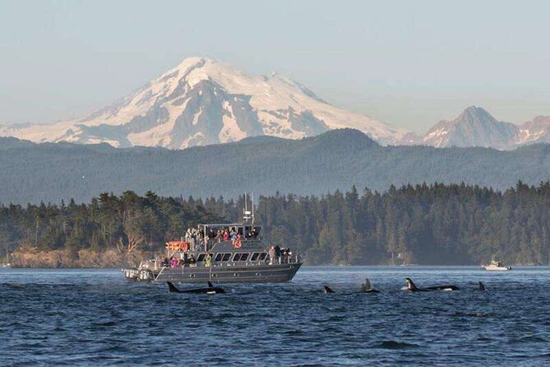 Orcas Island: Whale and Orca Guided Speedboat Tour - Key points to know before booking