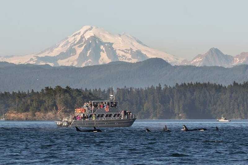 Orcas Island: Whale and Orca Guided Speedboat Tour - Practical planning for the day