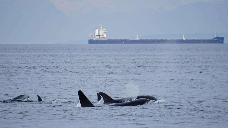 Orcas Island: Whale and Orca Guided Speedboat Tour - Setting out from Orcas Island