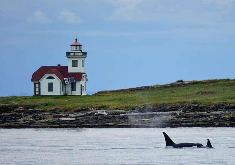 Orcas Island: Whale and Orca Guided Speedboat Tour - Searching for orcas and other whales