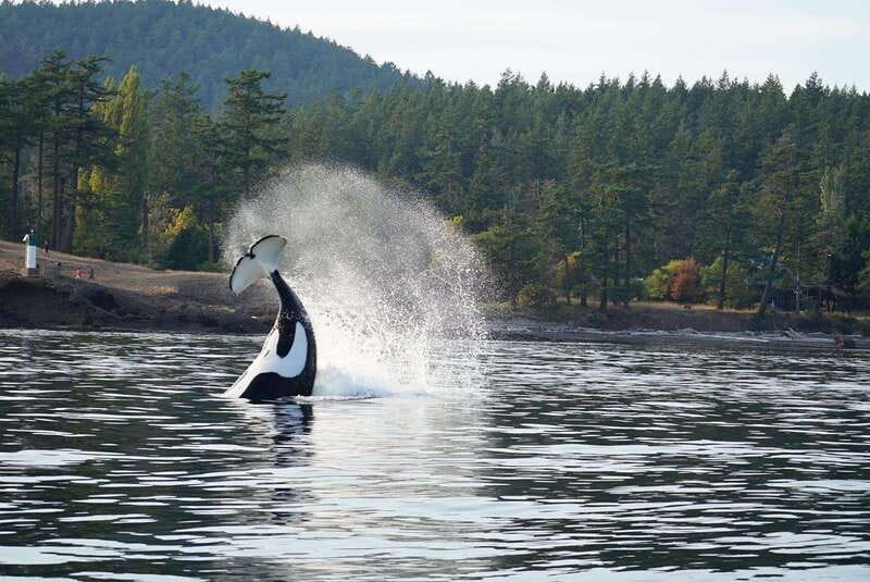 Orcas Island: Whale and Orca Guided Speedboat Tour - The supporting cast: seals, porpoises, eagles, and otters