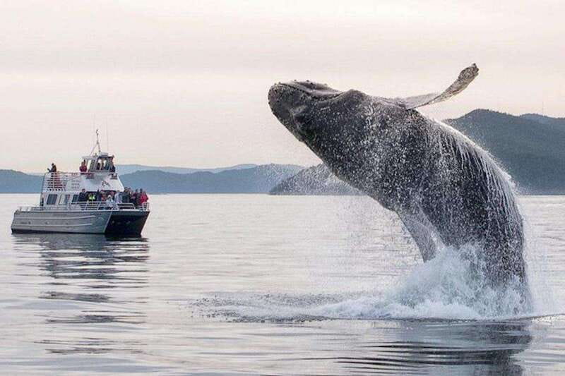 Orcas Island: Whale and Orca Guided Speedboat Tour - The guide makes the difference