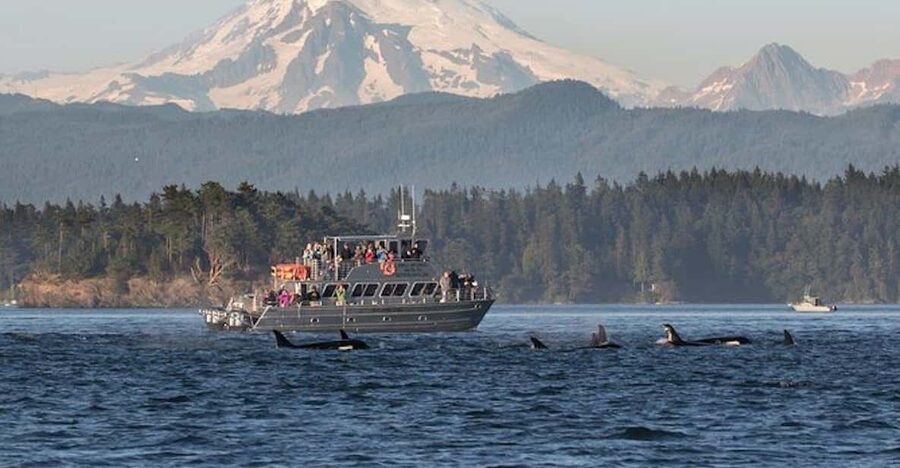 Orcas Island: Whale and Orca Guided Speedboat Tour - Who will enjoy this tour most?