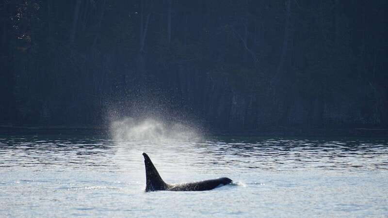 Orcas Island: Whale and Orca Guided Speedboat Tour - Why the speedboat changes the outing