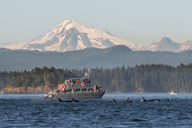 Orcas Island Whale Watching - Key points to know before you book