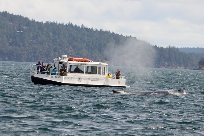 Orcas Island Whale Watching - A fast boat and a serious search for whales