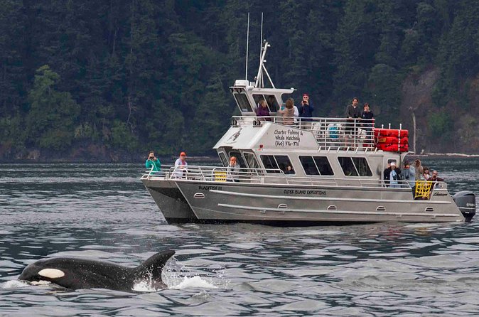 Orcas Island Whale Watching - Humpbacks, minkes, gray whales, and smaller wildlife