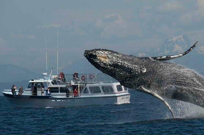 Orcas Island Whale Watching - Boat comfort, clothing, and family fit