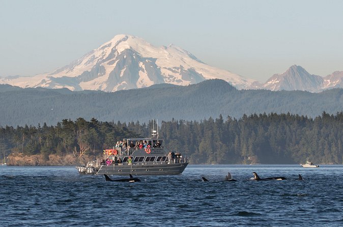 Orcas Island Whale Watching - Planning the ferry connection from Seattle